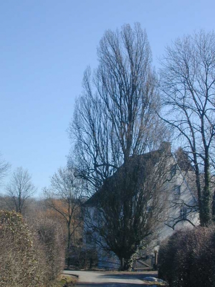 Bild 2 von Pyramideneiche am Schloß Wewer